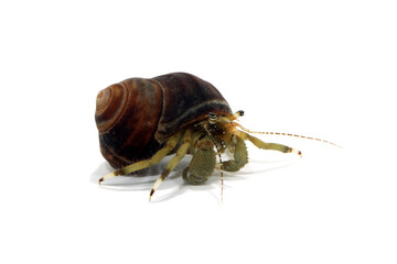ホンヤドカリ　海辺の生物　白バック