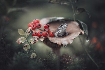 In a clearing in the forest, a fabulous frog sits on a mushroom. Wonderful magic mushroom in the wet forest. Great setting for a story. Magic mushrooms and animals in a magical forest.