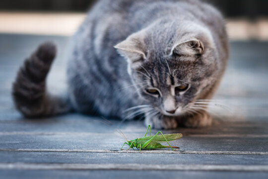 The cat examines, plays with an insect, a grasshopper. The cat sits in front of the insect. Funny pets.