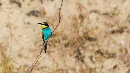 Colorful Bee Eater in the Danube Delta	

