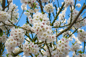 Apple Blossom