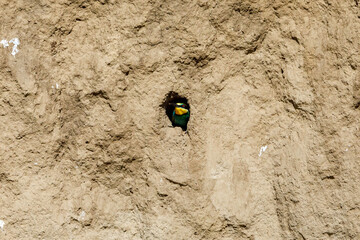 Colorful Bee Eater in the Danube Delta	
