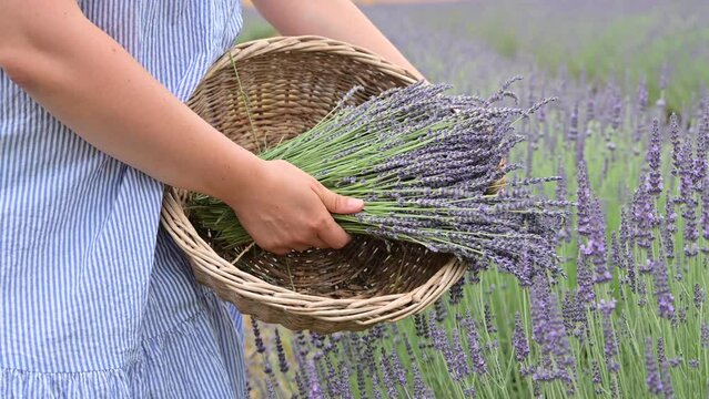 Lavender in the field. FLOWERING LAVENDER BUSHES IN A WARM SUMMER DAY. High quality 4k footage