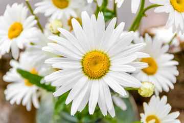 Fototapeta na wymiar Bouquet of garden daisies close-up. summer beautiful background.