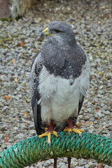 Black-chested buzzard-eagle in Parque Condor at Otavalo, Ecuador, South America
