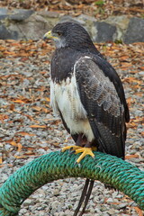 Black-chested buzzard-eagle in Parque Condor at Otavalo, Ecuador, South America
