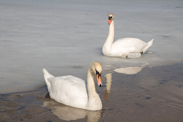 Obraz premium photo of two swans and a frozen lake