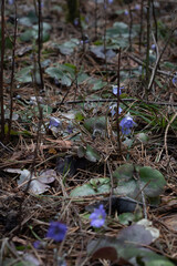 photo of the first wildflowers blooming
