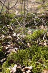 Naklejka na ściany i meble photo of moss in the forest
