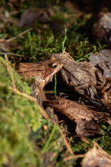photo brown toad sitting in the leaves