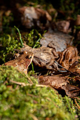 photo of a toad in the woods sitting in the leaves