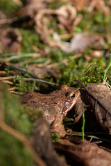 Naklejka premium photo toad sitting sideways to the camera