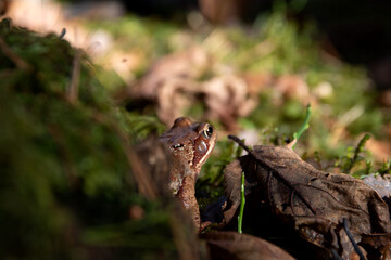 Naklejka na ściany i meble photo of a toad sitting in the grass and looking ahead