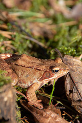 photo of a small brown toad in the woods close-up