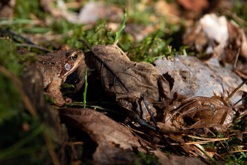photo toad sitting in last year's grass