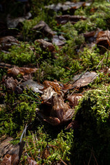 photo of a toad in the woods