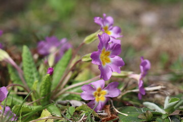 Primevère, fleurs sauvages de printemps, forêt de Corrèze, France