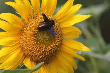 Sunflower is an annual plant of the popular kenikir-kenikir tribe, both as an ornamental plant and as an oil-producing plant.
