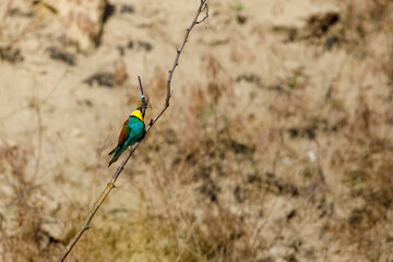 Colorful Bee Eater in the Danube Delta	
