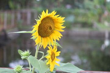 Sunflower is an annual plant of the popular kenikir-kenikir tribe, both as an ornamental plant and as an oil-producing plant.
