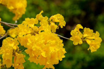 Taiwan, spring, flowering season, street trees, blooming, Suzuki chrysanthemum