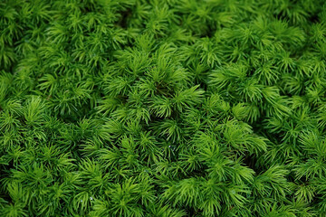 Beautiful young green spruce background. Spring background. Copy space. Soft focus	