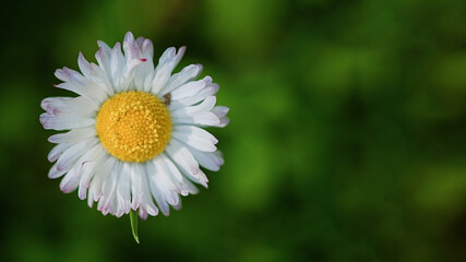 Daisy flower close up. Spring background. Copy space. Soft focus © D'Action Images