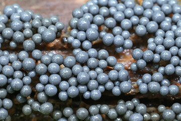 Cribraria argillacea, a slime mold from Finland, no common English name