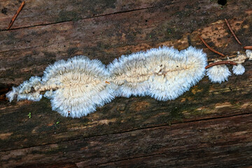 Phlebia centrifuga, a crust fungus from Finland, no common English name