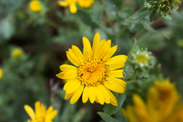 Yellow wild flower on a blurred green background.