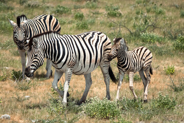 Fototapeta na wymiar Wild Zebra and Baby Zebra Walking in Africa in the Savannah