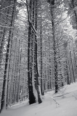 A tranquil winter scene of a pines forest covered in snow