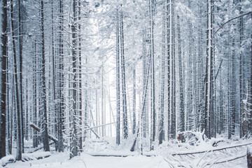 A tranquil winter scene of a pines forest covered in snow
