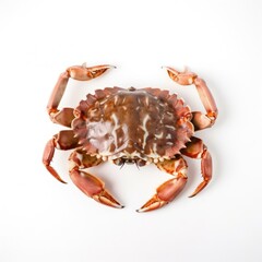 crab on white