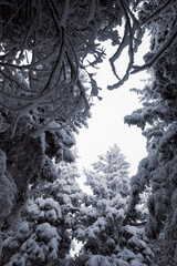 Beautiful view of the winter forest with snow-covered pine trees