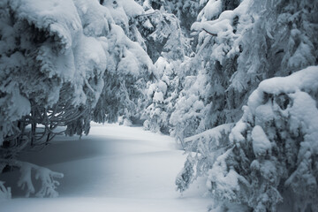 Beautiful view of the winter forest with snow-covered pine trees