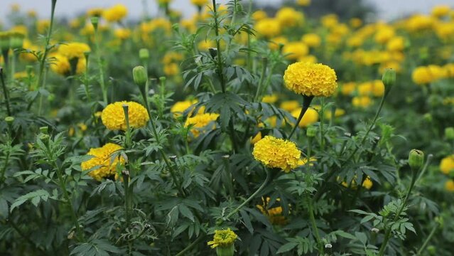 Marigold buds and yellow flowers in the garden