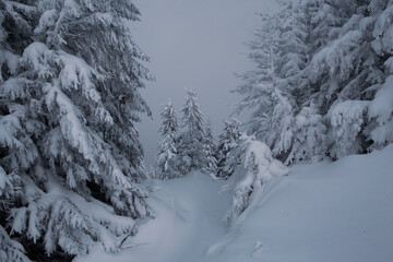 A snowy forest landscape with tall pine trees in the mountains