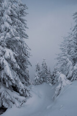Fototapeta premium A snowy forest landscape with tall pine trees in the mountains