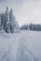 A snowy forest landscape with tall pine trees in the mountains