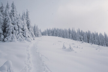 A snowy forest landscape with tall pine trees in the mountains