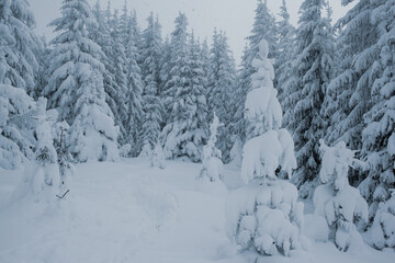 Winter wonderland with snow-capped pine trees in the mountains