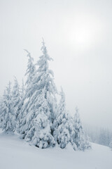 Fototapeta premium A snowy forest landscape with tall pine trees in the mountains