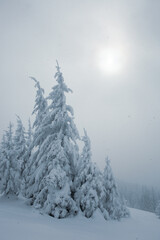 Winter wonderland with snow-capped pine trees in the mountains