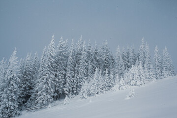 Winter wonderland with snow-capped pine trees in the mountains