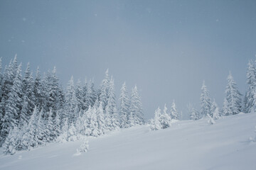 Winter wonderland with snow-capped pine trees in the mountains