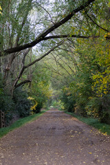 A damp dirt road on an autumn day, with trees on either side whose canopies join to form an arch. Despite having few leaves, their branches are visible, and fallen leaves from the season can be seen o