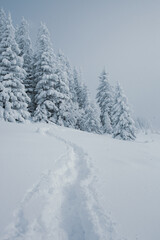 Fototapeta premium A snowy forest landscape with tall pine trees in the mountains