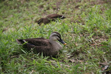 duck