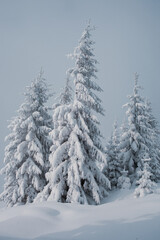 A snowy forest landscape with tall pine trees in the mountains